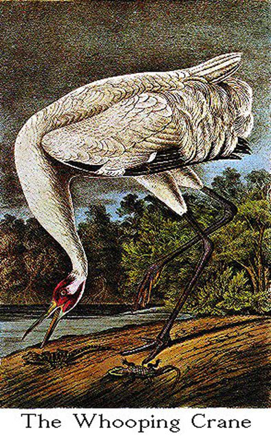 whooping-crane-audubon3