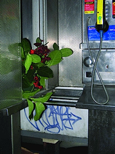 Belle Meyer guerilla phone booth flower arrangement