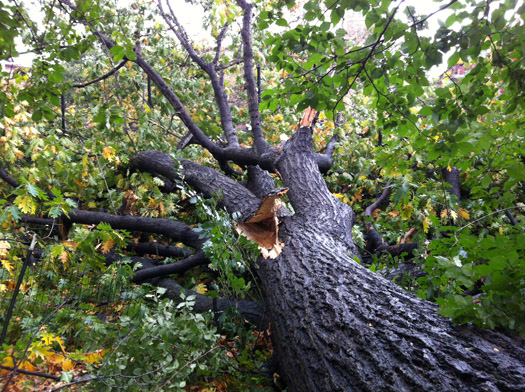 Hurrican Sandy tree destruction
