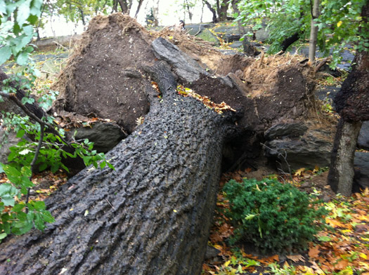 Hurricane Sandy Fallen trees