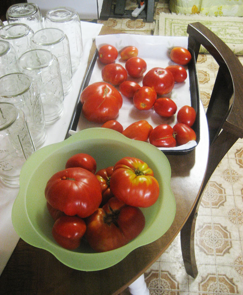 Lucia's tomatoes for canning