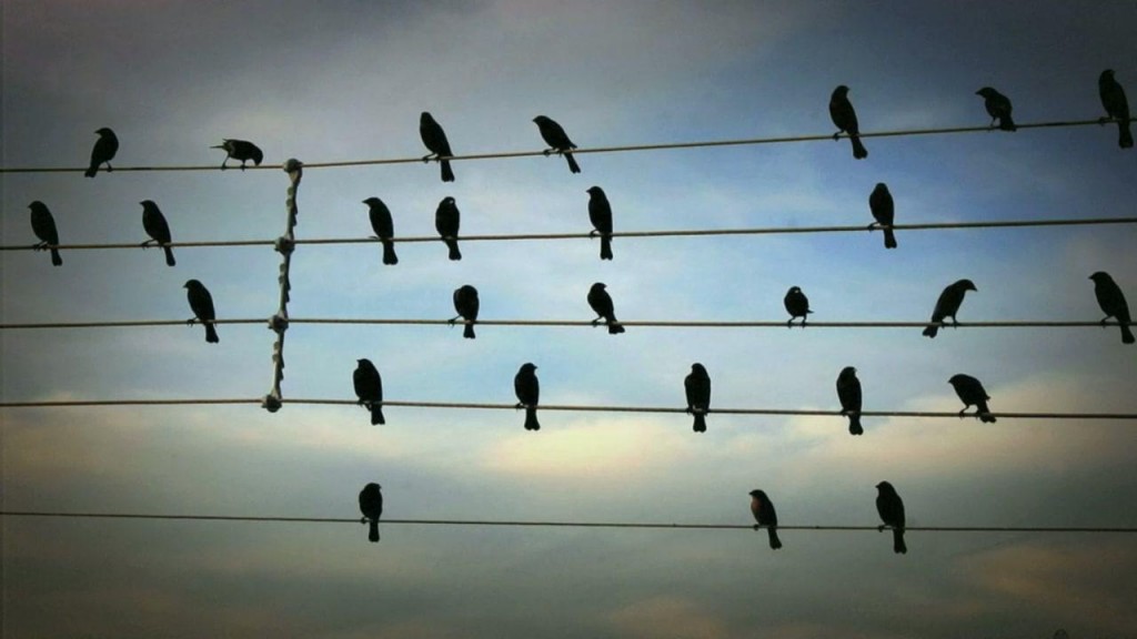 the adjacent possible: birds as musical notes…
