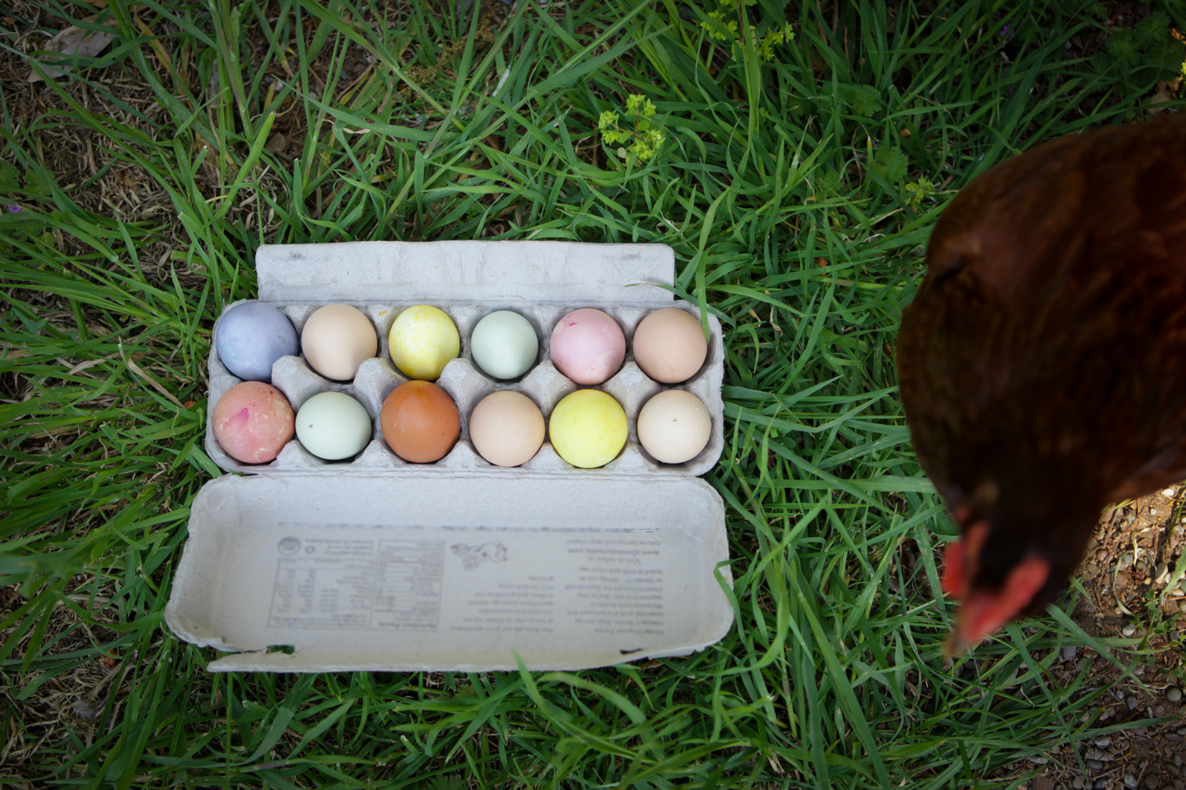 naturally dyed eggs w chicken mountainfeed.com