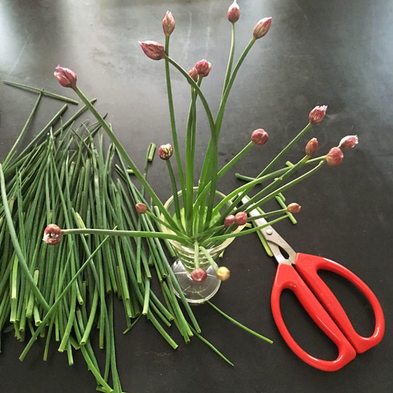 new found-flowers-chive-scissors-optnew*