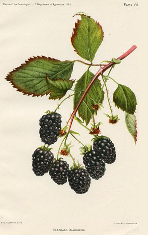 blackberry vintage botanical print