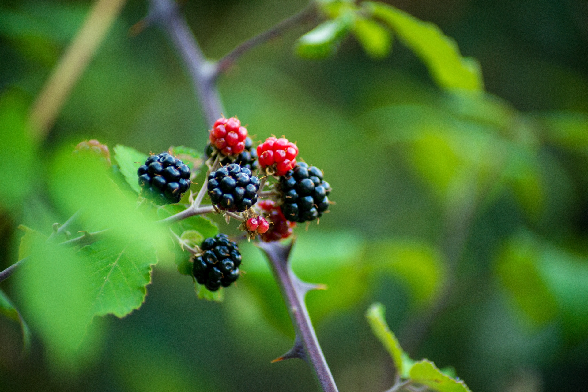 Things to Consider When Eating Blackberries Improvised Life