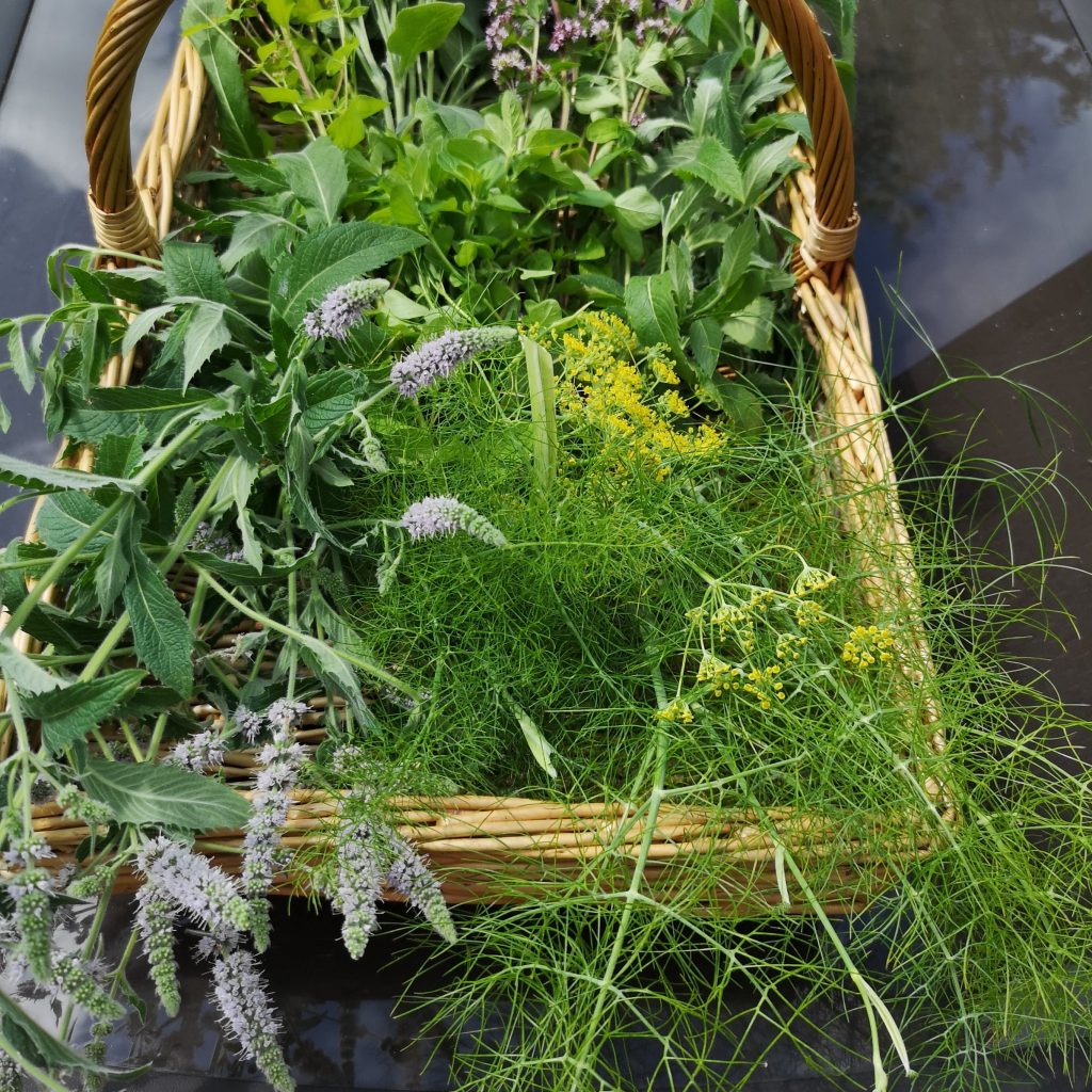 freshcutherbstheherbgarden.ie_ Improvised Life